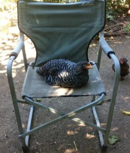 Chicken Tractors Image